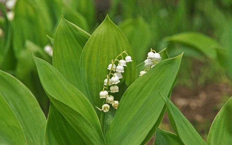 Convallaria