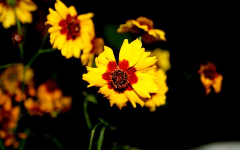 Coreopsis