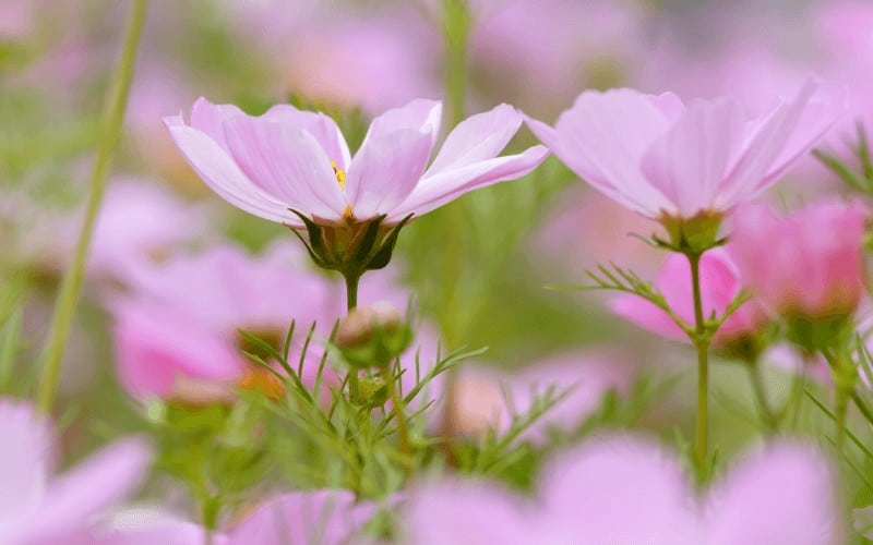 Cosmos Flower