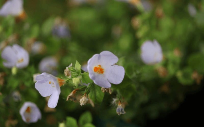 Crane's-bill