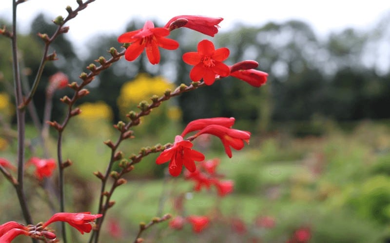 Crocosmia