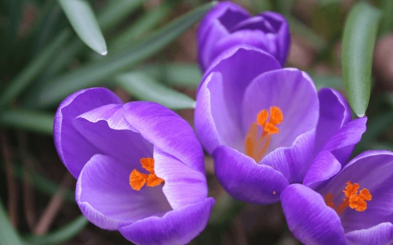 Crocus