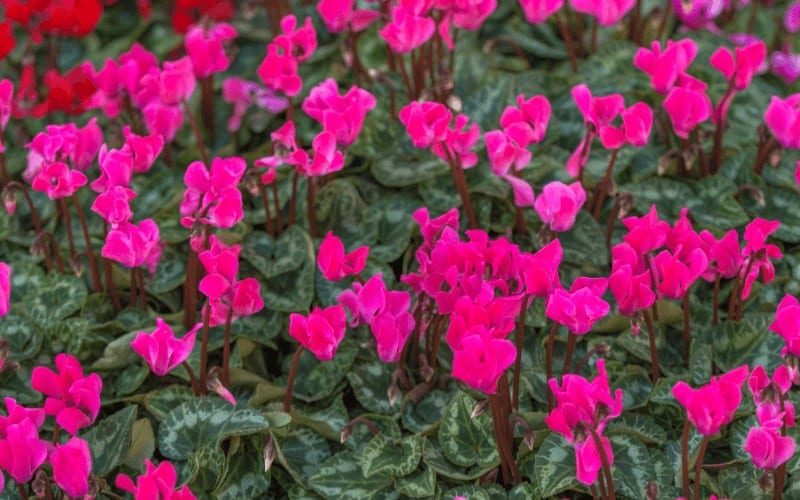 Cyclamen