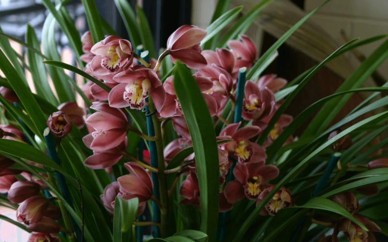 Cymbidium