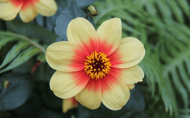 Dahlia