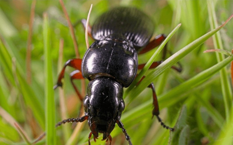 Damages Caused by Beetles and Cockroaches