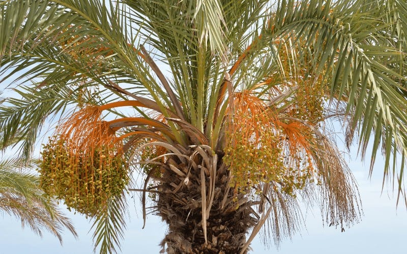 Date Palm Trees