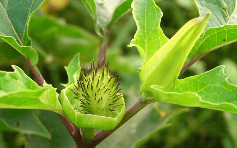 Datura