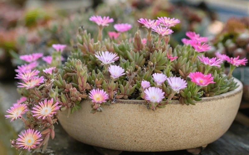 Delosperma