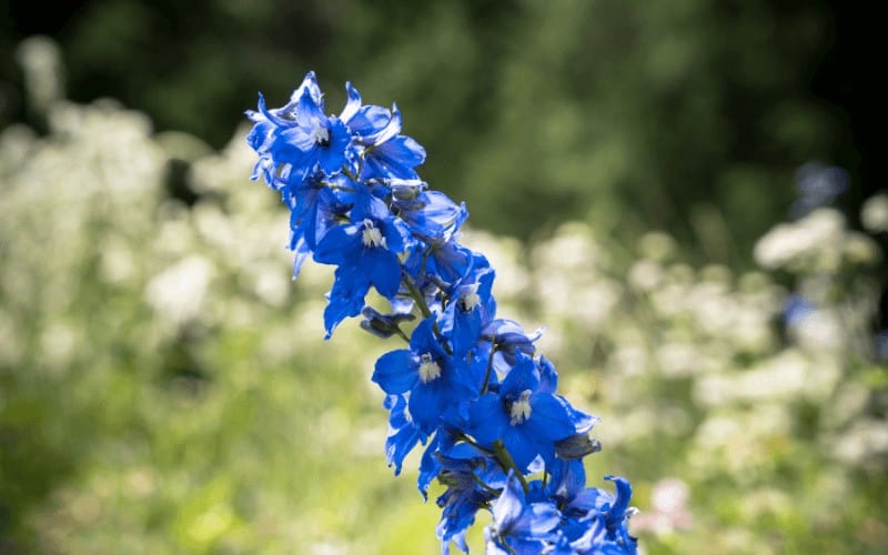 Delphinium