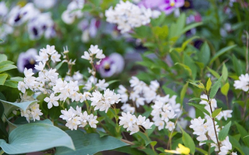 Deutzia