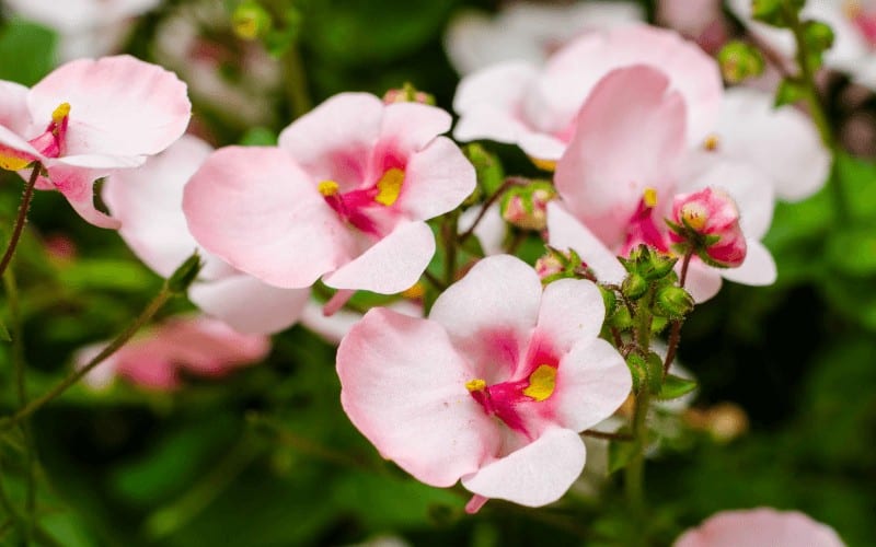 Diascia