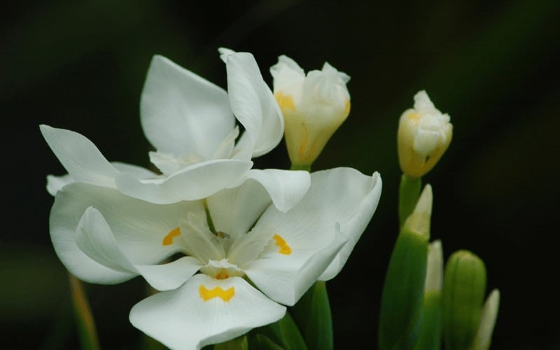 Dietes robinsoniana