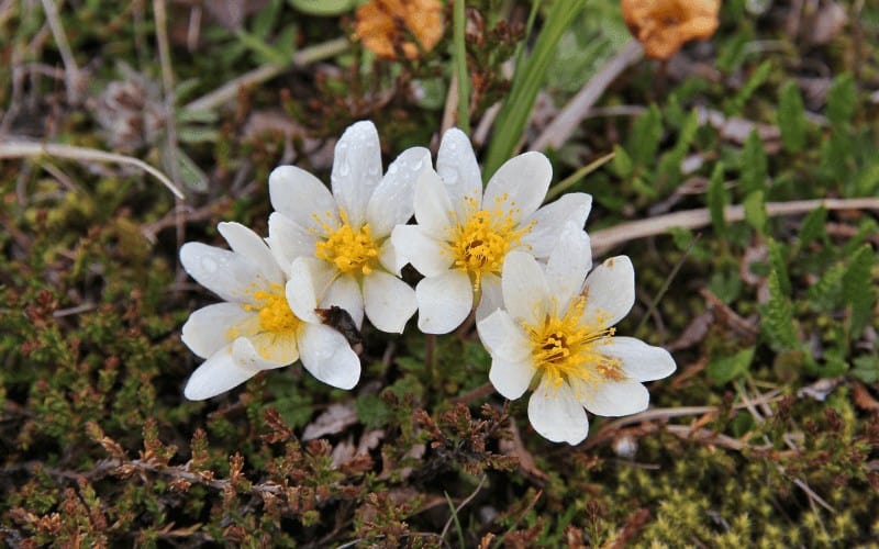 Dryas