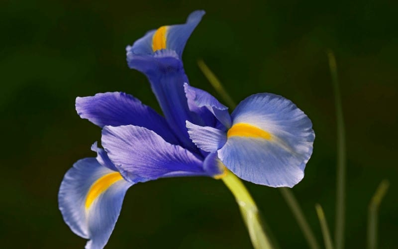 Dutch Iris