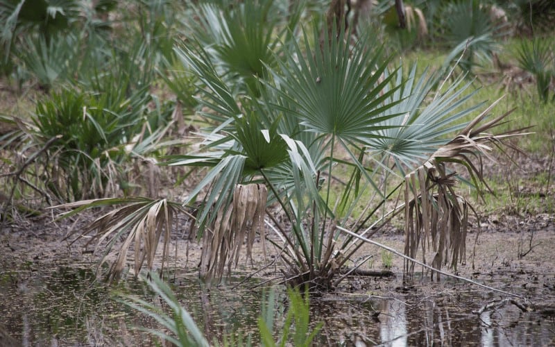 Dwarf palmetto