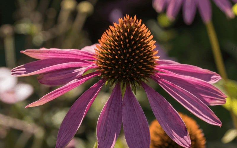 Echinacea