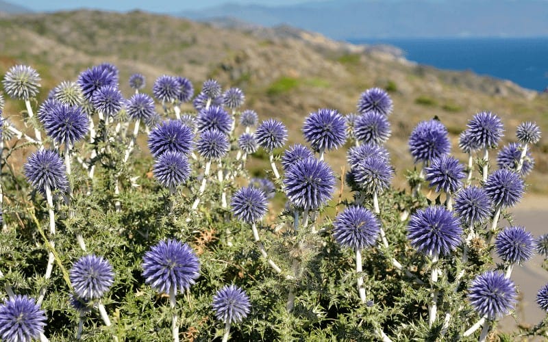 Echinops