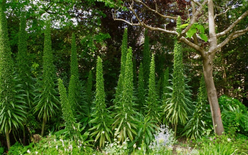 Echium