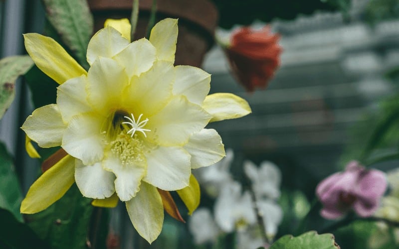 Epiphyllum