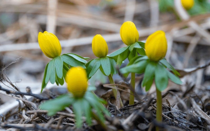 Eranthis