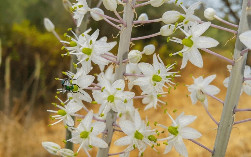 Eremurus