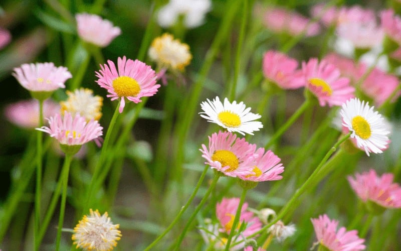 Erigeron