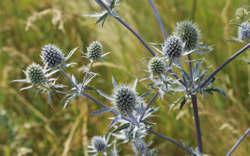 Eryngium