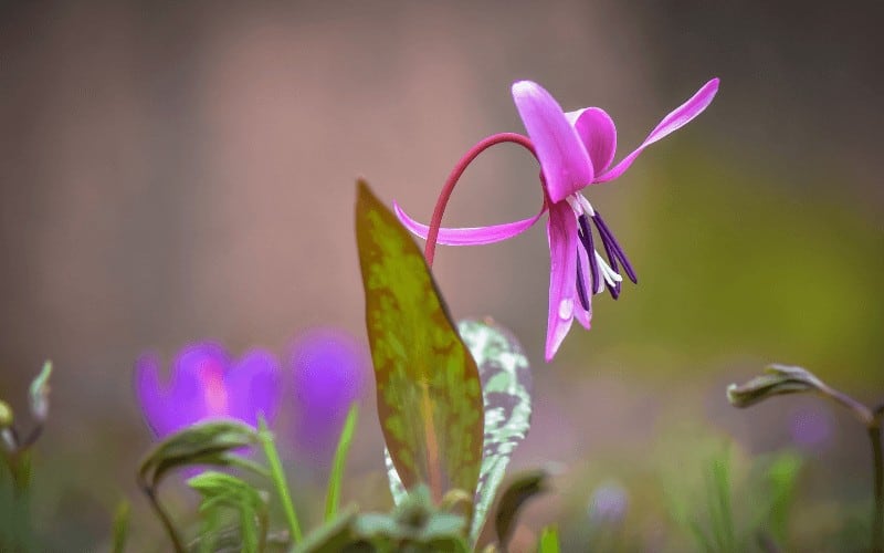 Erythronium