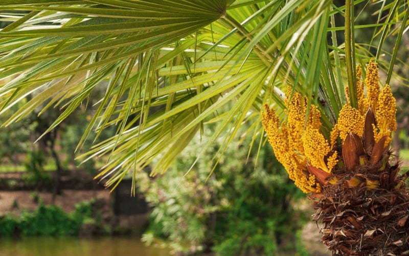 European fan palm