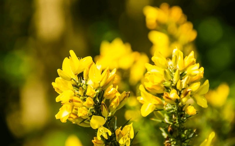 Evening Primrose