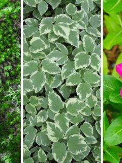 Fast Growing Ground Covers for Slopes