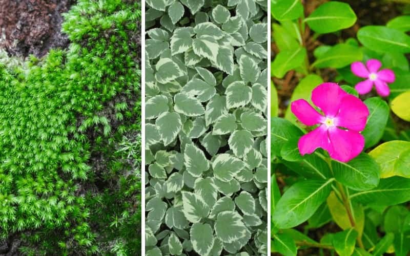 Fast Growing Ground Covers For Slopes, What Is The Fastest Growing Ground Cover Plant