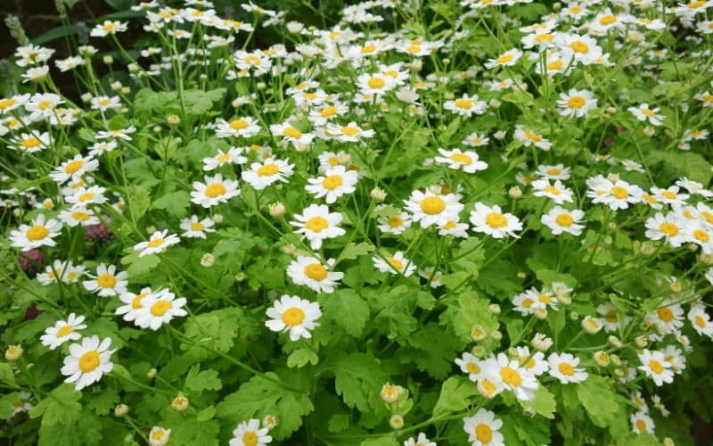 Feverfew