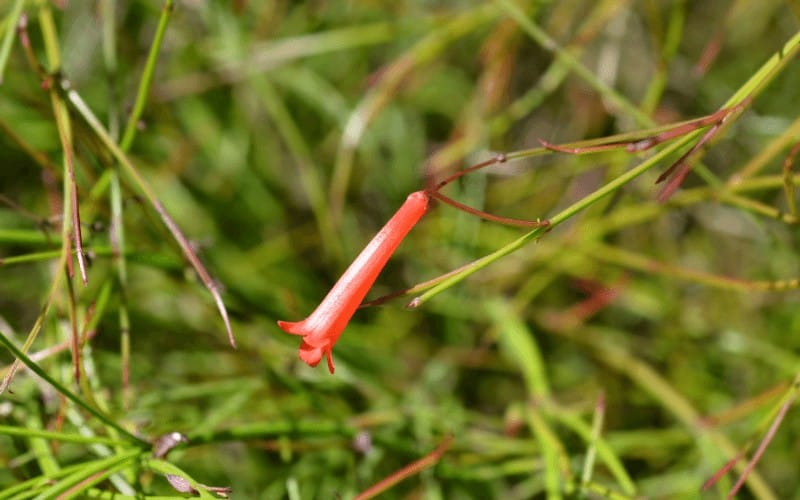 Firecracker Flower