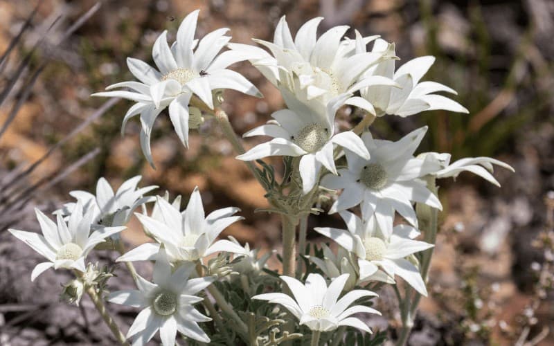 Flannel flower