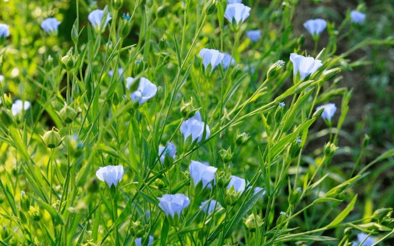 Flax Flower