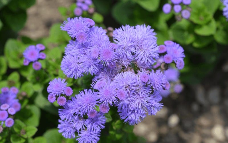 Floss Flower