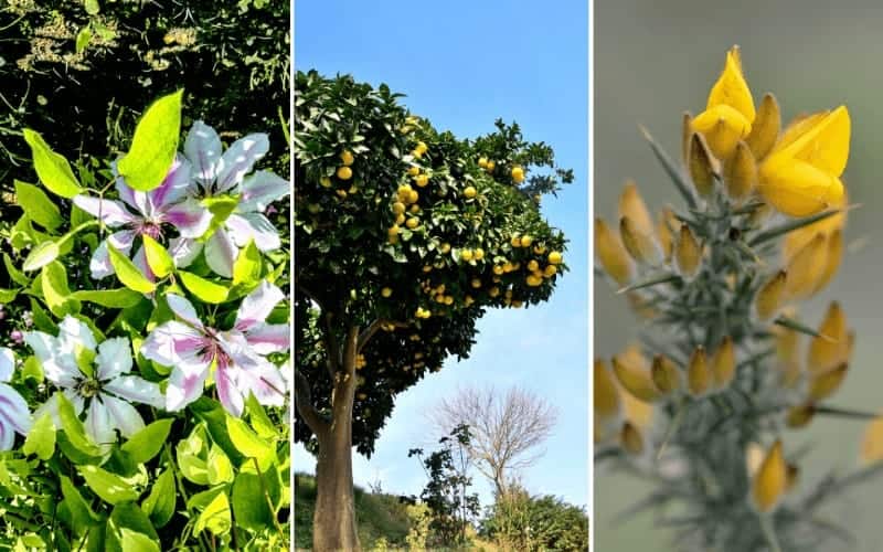 10 Super Attractive Flowers That Start With U