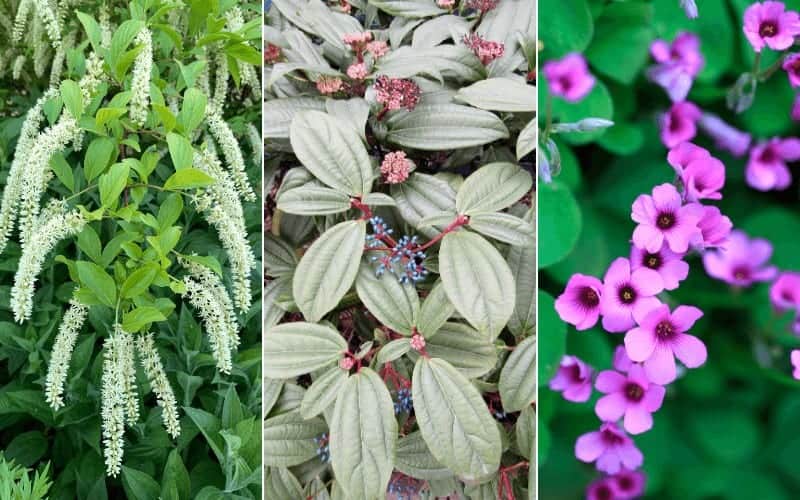 Top 9 Beautiful Flowers That Start With V