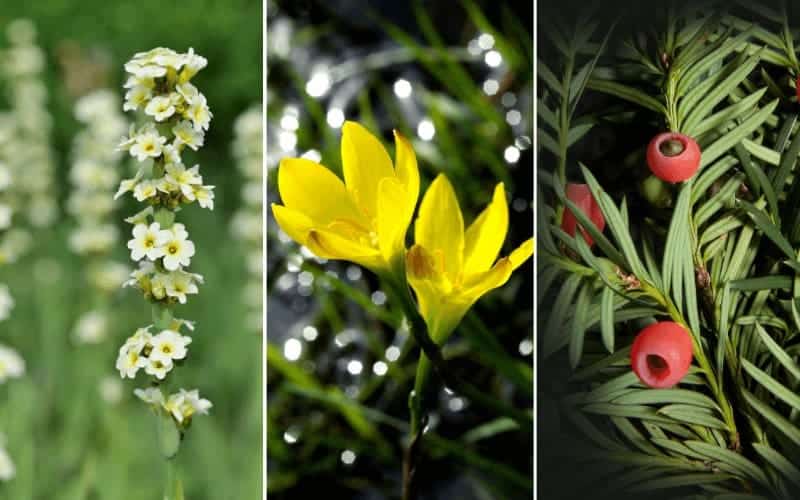 10 Beautiful Flowers That Start With Y