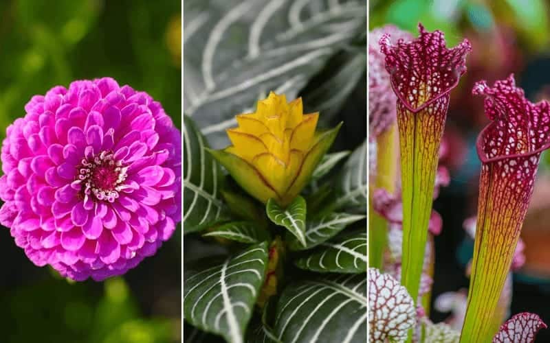 Top 10 Amazing Flowers That Start With Z