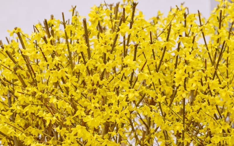 Forsythia