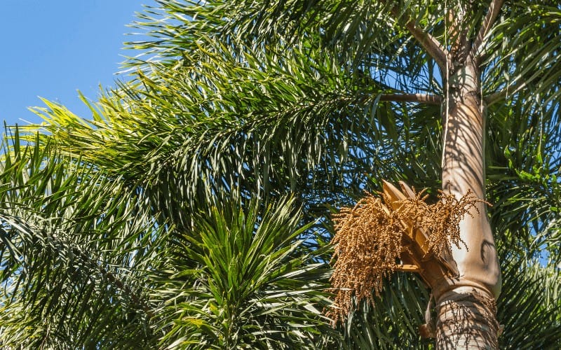 Foxtail Palm