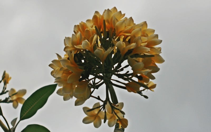 Frangipani