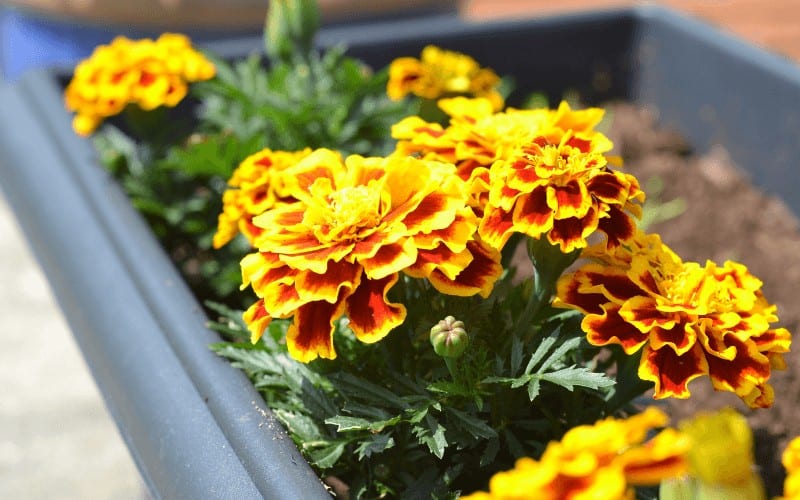 French Marigold