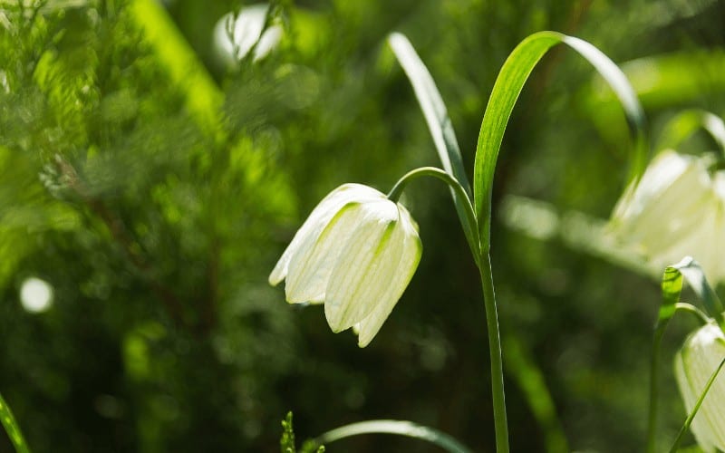 Fritillaria