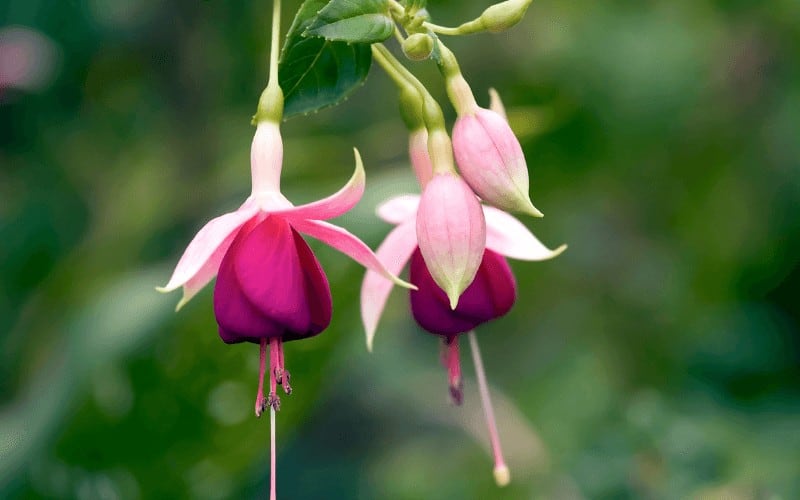 Fuchsia