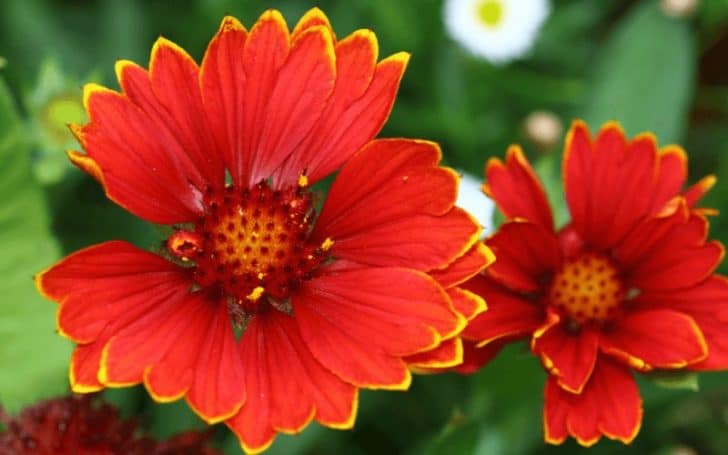 16 List Of Plants & Flowers That Start With G (With PHOTOS)