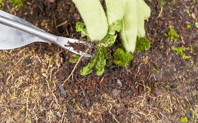 Grandpa's Weeder And Fiskars Weed Puller